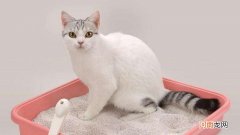 换猫砂要把旧的全部倒掉吗