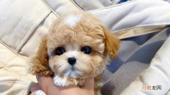 马尔泰犬是什么