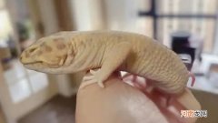 守宫蜕皮需要注意什么