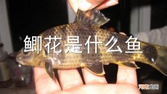 鲫花是什么鱼