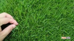 撒草籽需要每天浇水吗