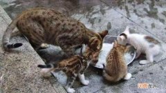 猫吃了老鼠药的症状是什么样的