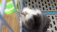 兔子不喝水是什么原因