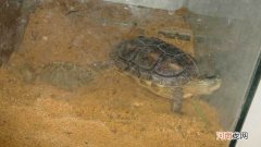 乌龟冬眠沙子要干的还是湿的