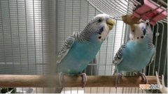 虎皮鹦鹉的饲养大忌