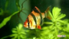 虎皮鱼会咬其他鱼吗