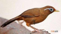 画眉鸟没时间溜怎样让鸟上性