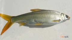 初冬季节怎样钓黄尾鱼