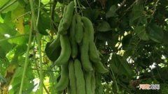 狗古豆是什么植物