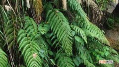 胎生狗脊是什么植物