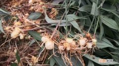 黄精是什么植物