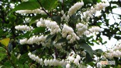 马醉木插水里能生根吗