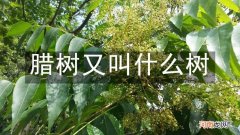 腊树又叫什么树