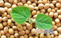 痛风大豆能不能吃优质