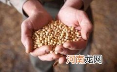 吃大豆有什么用处优质