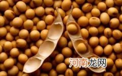 大豆的热量优质