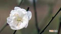 梅花有白色的吗