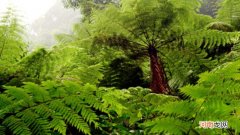 桫椤是什么植物