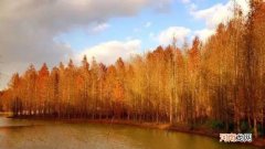 水杉生活在水里吗