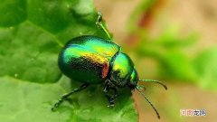 金龟子和七星瓢虫的区别