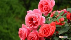 月季花是什么颜色的