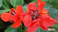 美人蕉冬季不起根会冻死吗