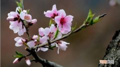 桃树秋天开花是什么原因