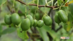 软枣猕猴桃能盆栽吗