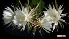 昙花为什么白天开了