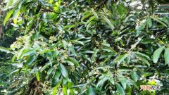 木桂是什么植物