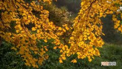 梧桐树是常绿树还是落叶树