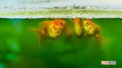 金鱼跳缸是怎么回事