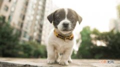 养狗养一条死一条是怎么回事