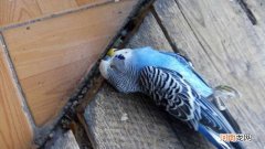 虎皮鹦鹉突然死了怎么回事