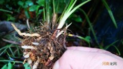 兰花空根是什么原因造成的