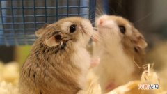 仓鼠自己搭窝是什么情况呢