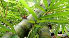 簕竹北方可以过冬吗