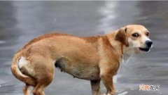 狗夹尾巴是什么意思啊