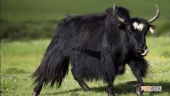 牦牛奶和普通牛奶的区别