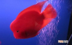 冷水鹦鹉需要水温是多少