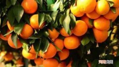 红美人是爱媛吗