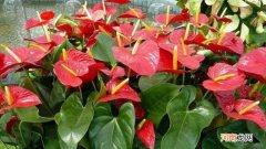 红掌的花为什么枯萎了