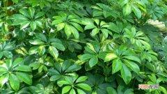 九叉子是什么植物