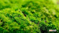 青苔是什么类植物