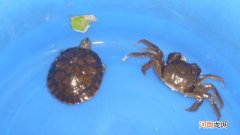 乌龟和螃蟹能一起养吗