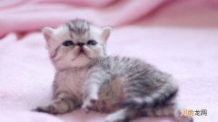 小奶猫高处摔下内伤表现