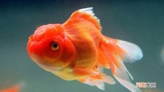 金鱼掉鳞怎样治疗可简单了呢
