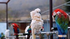 鹦鹉怕热还是怕冷