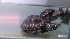 斑点池龟需要加温吗