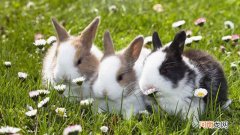 兔子吃草什么意思